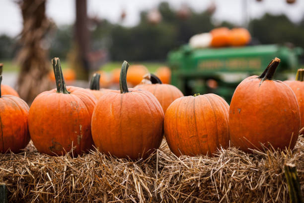 Pumpkin Farm